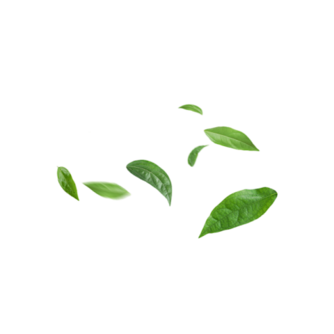 Leaf png fall