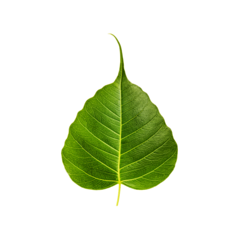 Leaves PNG Transparent Images Free Download