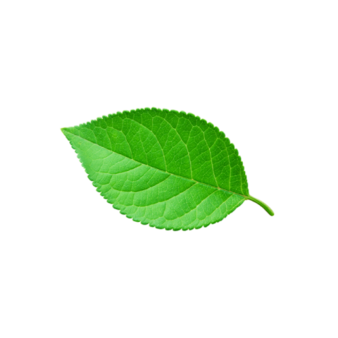 Leaf png transparent images