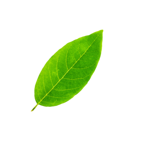 Leaf png image download