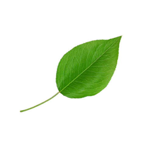 Green leaf png