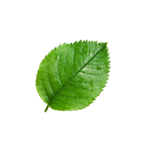 Green leaf png transparent