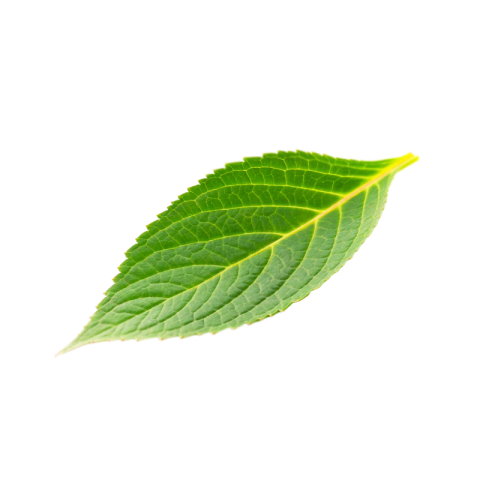 Green leaf png transparent background