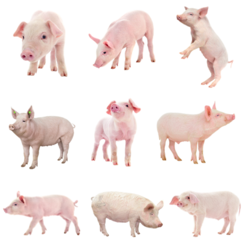 Pig png