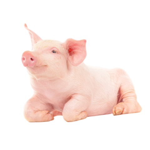 Pig png transparent