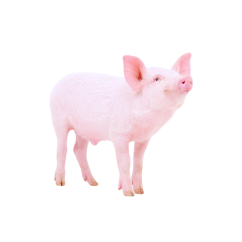 Pig png free download