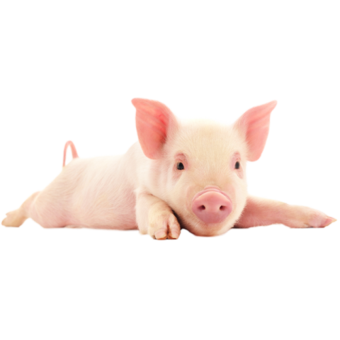 Pig png images free download