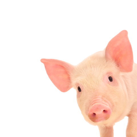 Cute pig png transparent