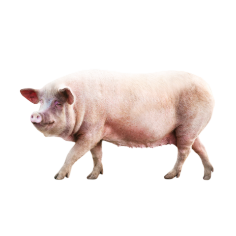 Pig png transparent free download
