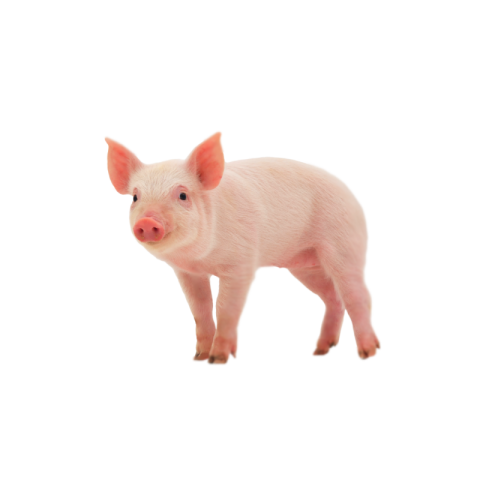 Pig png transparent download