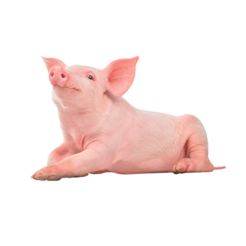 Pig PNG image transparent image download