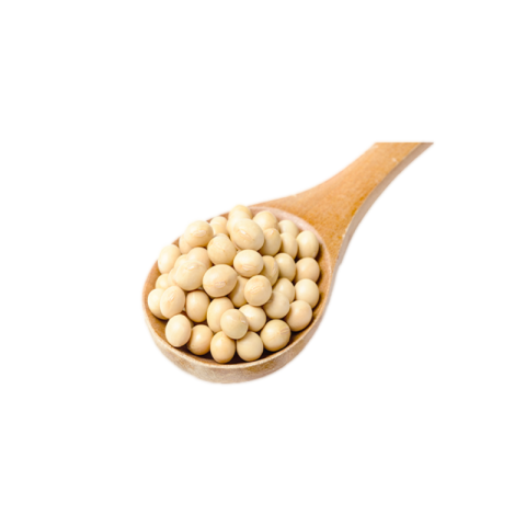 Soybean png