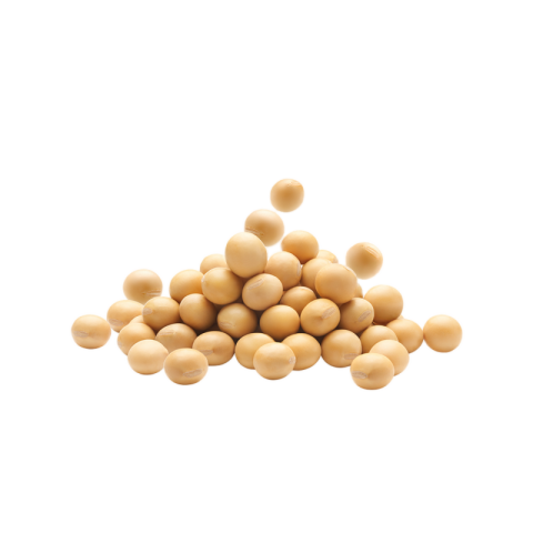 Soya bean png Image free download