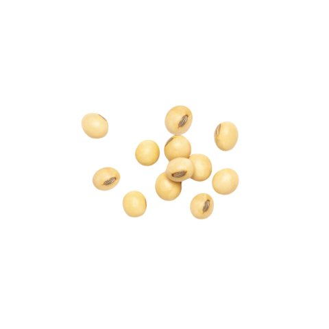 Soya bean png transparent images