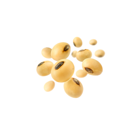 Soya beans png image download