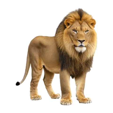 Lion png