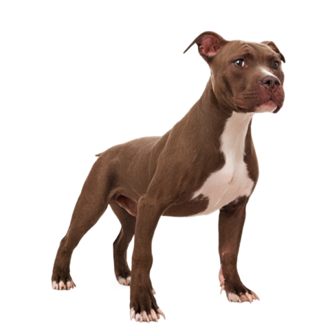 Dog png