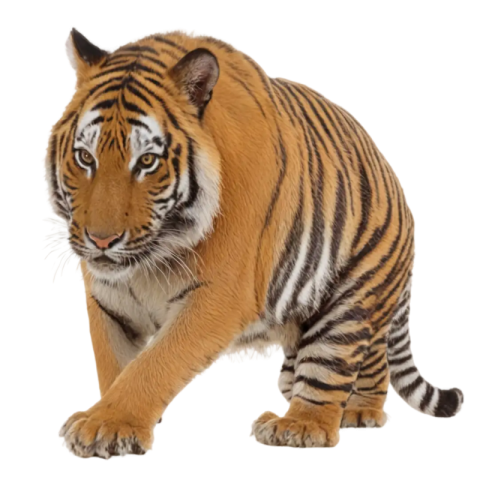 Tiger png Transparent