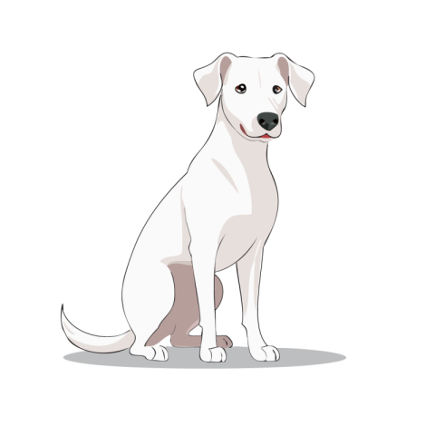 Dog Png