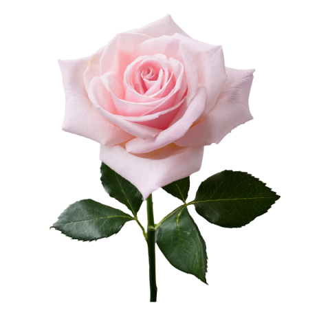 Real pink rose png
