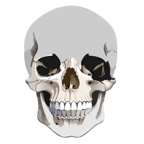 Human Skull Transparent