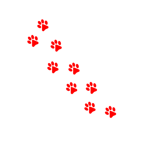 Cat Foot Png